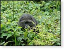 11.8.2011 11:41<br/> Black monkeys