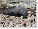 11.8.2011 14:21<br/> Mangusta